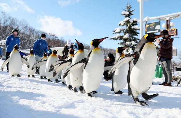 Penguins in Hokkaido, things to do in Japan Trip Hokkaido.