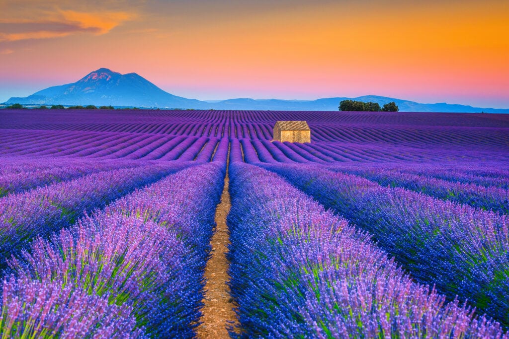 France-lavender-fields-1024x683